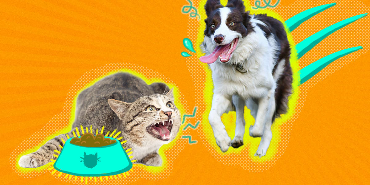Can Dogs Eat Cat Food? – DodoWell
