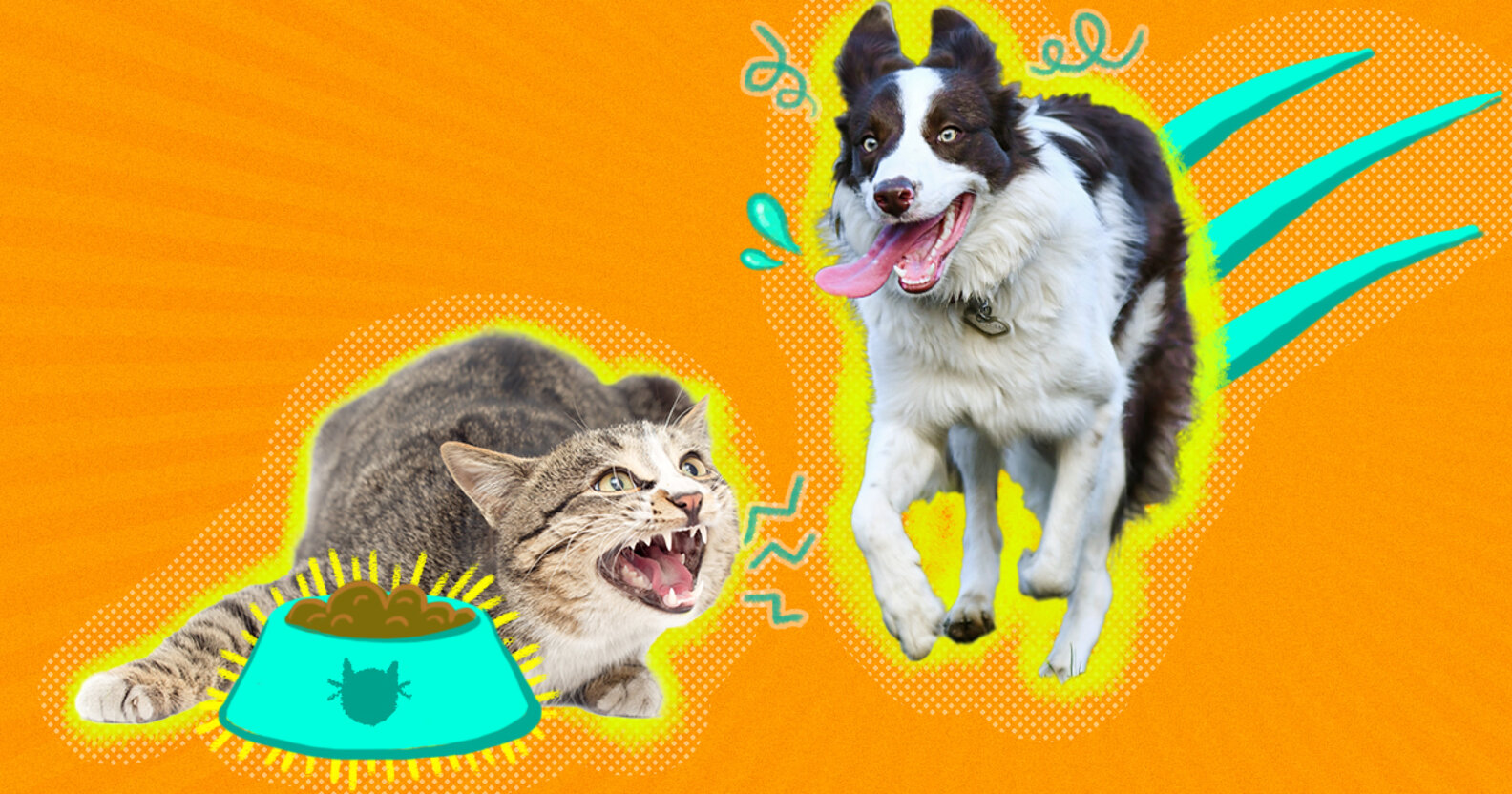 Can Dogs Eat Cat Food? Here's The Answer From A Vet DodoWell The Dodo