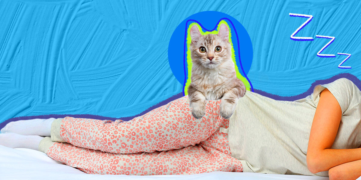 Why Does My Cat Lay On Me DodoWell The Dodo why-does-my-cat-lay-on-me-dodowell-the-dodo