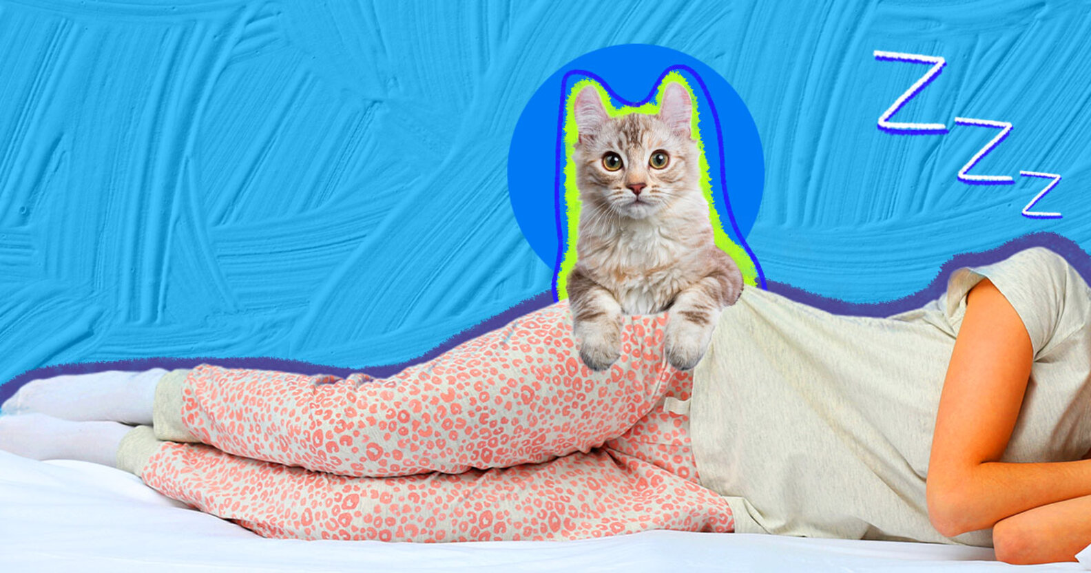 Why Does My Cat Lay On Me? DodoWell The Dodo