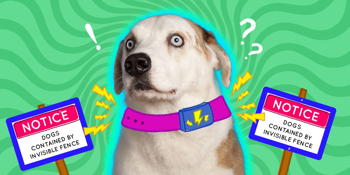 Smart dog invisible 2024 fence