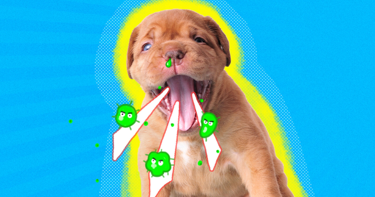 What Is Kennel Cough? A Vet Explains The Common Causes And Symptoms