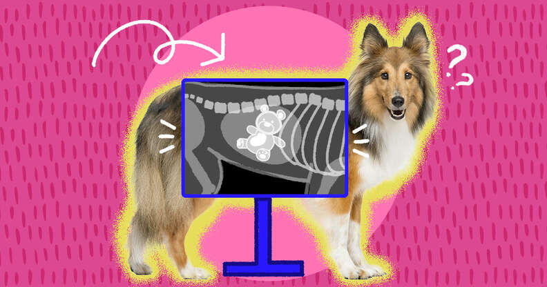 what happens if a dog eats before surgery