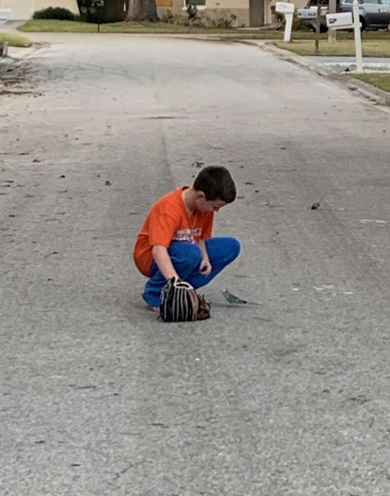 Stray parakeet asks boy for help