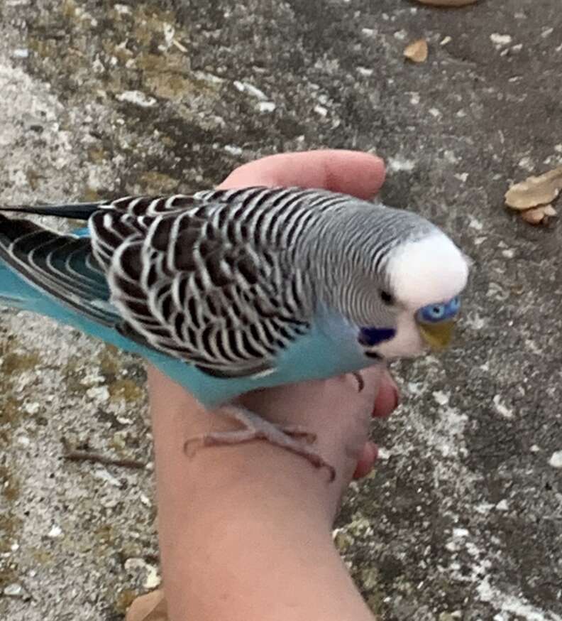 Lost bird asks boy for help