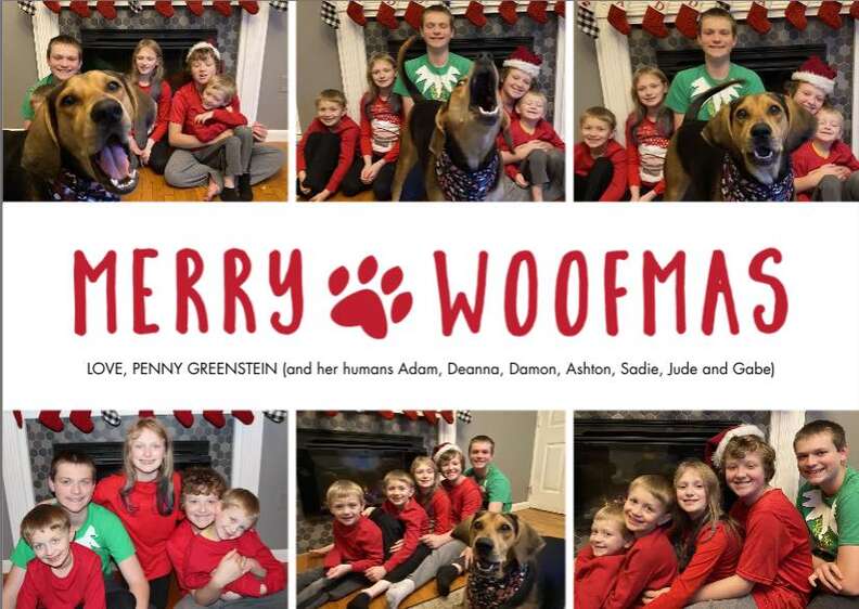 dog Christmas card