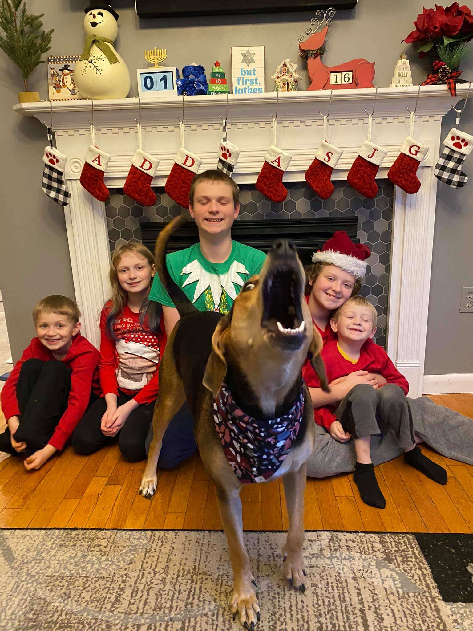 dog Christmas card photo shoot