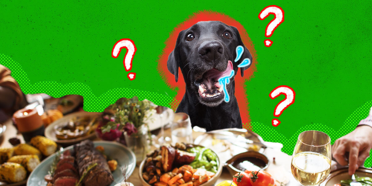 Christmas Food For Dogs And Cats What Can Pets Safely Eat DodoWell christmas-food-for-dogs-and-cats-what-can-pets-safely-eat-dodowell