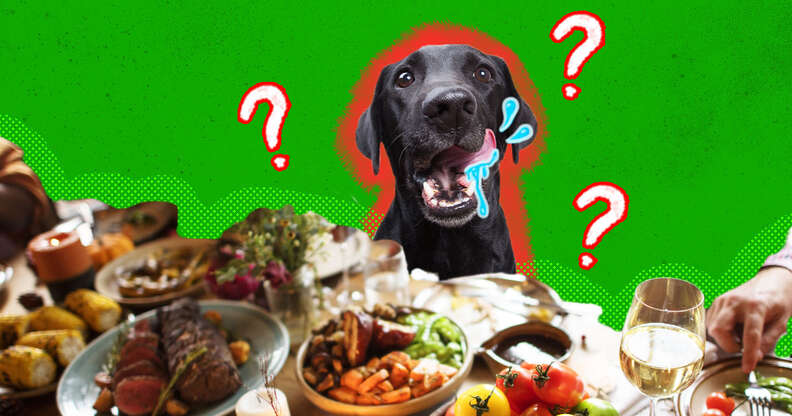 black dog eating christmas dinner