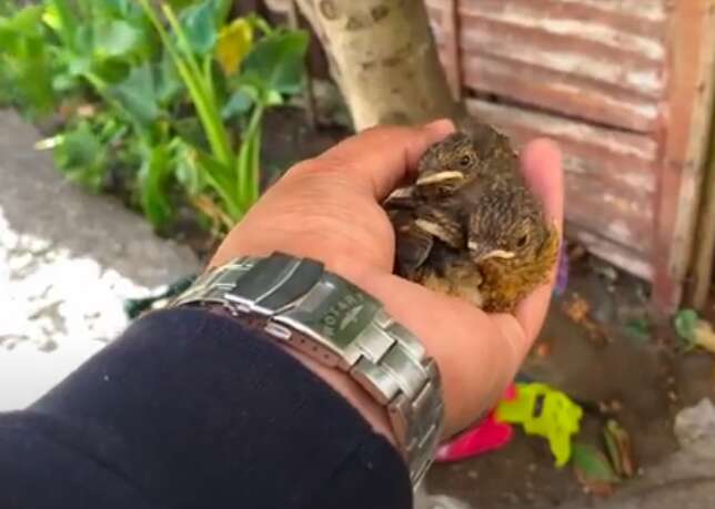 Man saves baby birds after storm