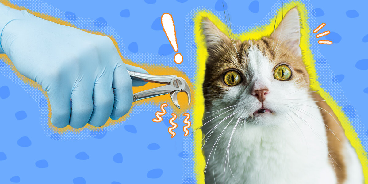 What You Need To Know If Your Cat Needs A Tooth Extraction - DodoWell ...