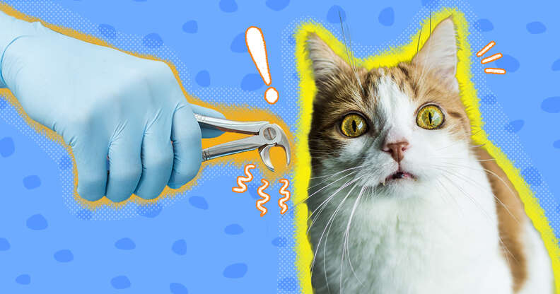 cat tooth extraction