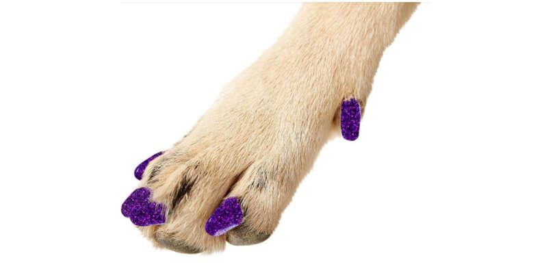 Nail Caps Are A Fun Way To Keep Your Dog Or Cat From Scratching - DodoWell  - The Dodo