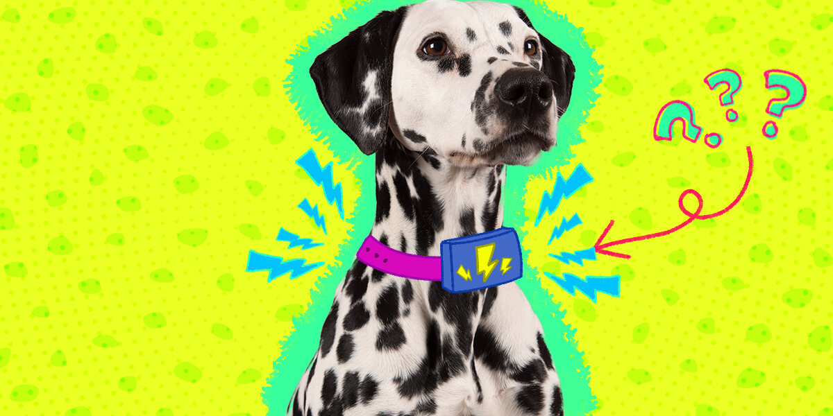 Can you put a shock deals collar on a wet dog