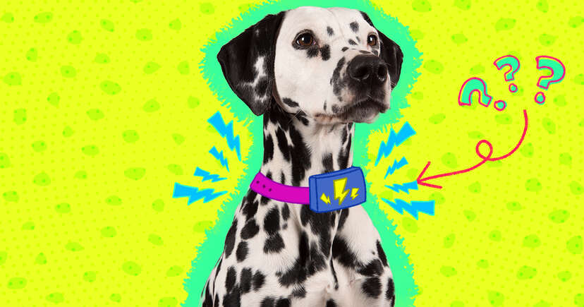 Dog deals zap collar