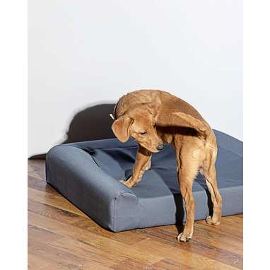 Wild One Dog Bed