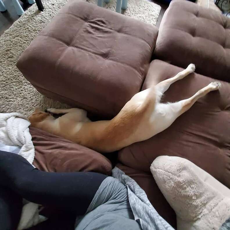 Dog falls asleep in uncomfortable positions
