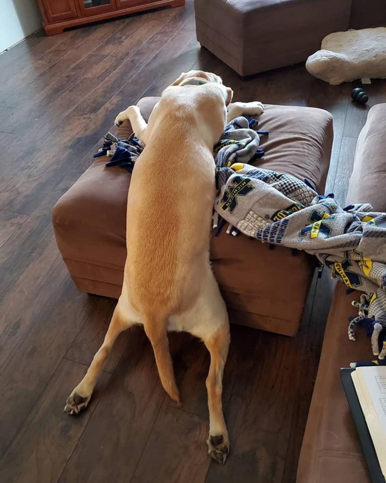 Dog Chooses The Most Positions For His Naps The Dodo