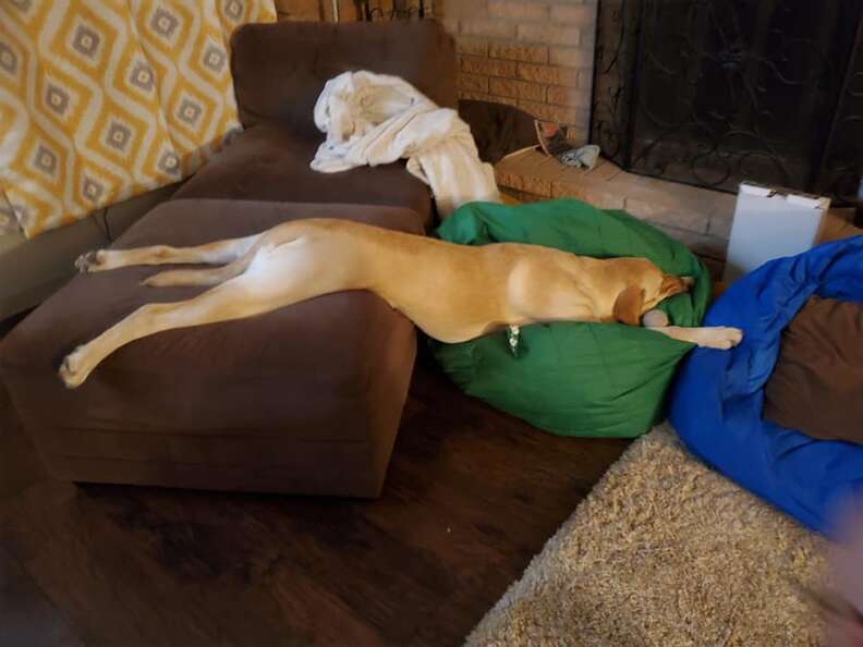 Dog sleeps in funny positions