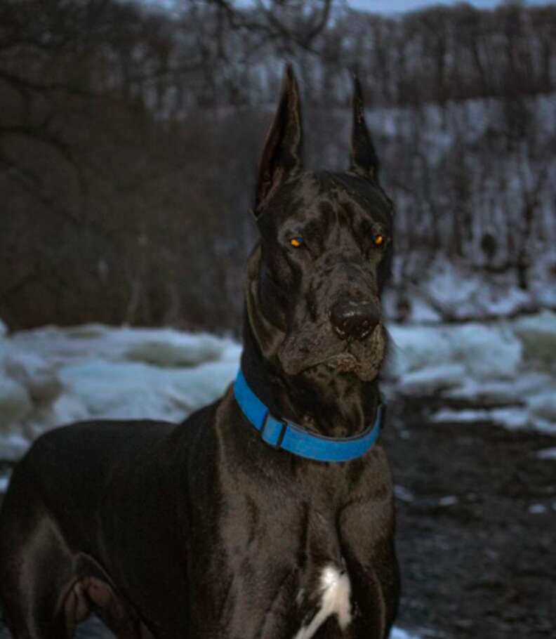 Great dane best sale with pointy ears