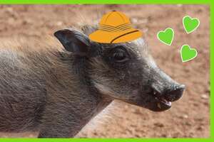 Guess Who This Warthog Picked for a Best Friend!