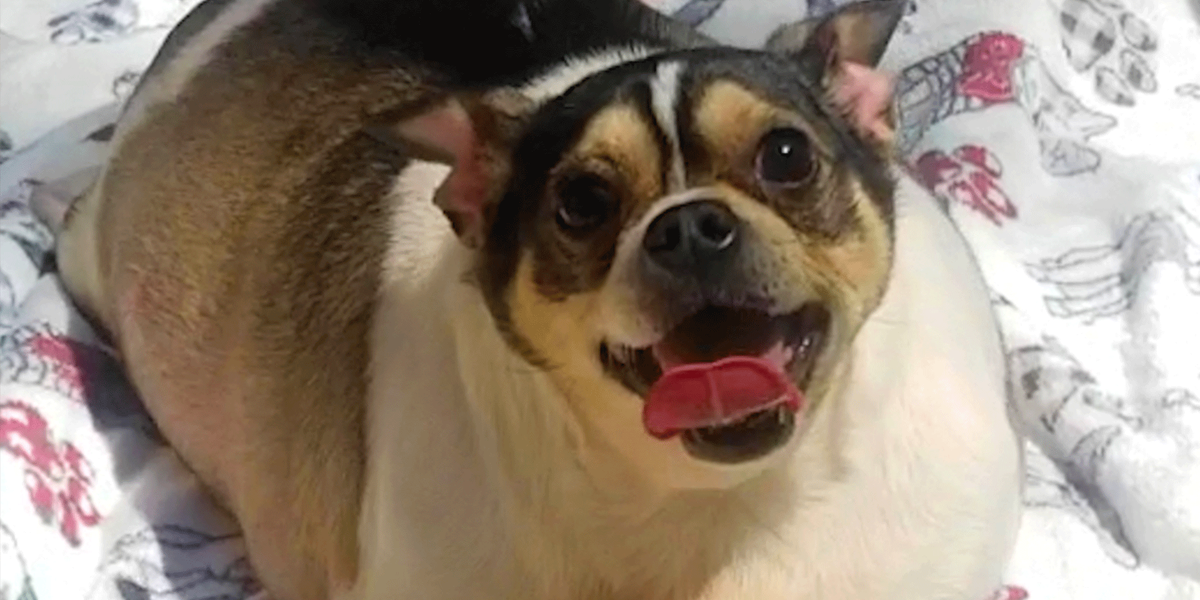 Chunky Chihuahua Loses Half His Body Weight - Videos - The Dodo