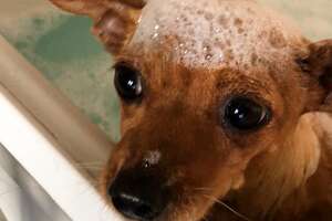 Tiny Scared Dog Loves Her Bubble Baths