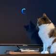 This Cat's Obsessed With One Movie