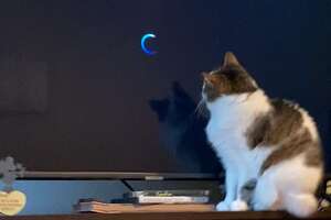 This Cat's Obsessed With One Movie