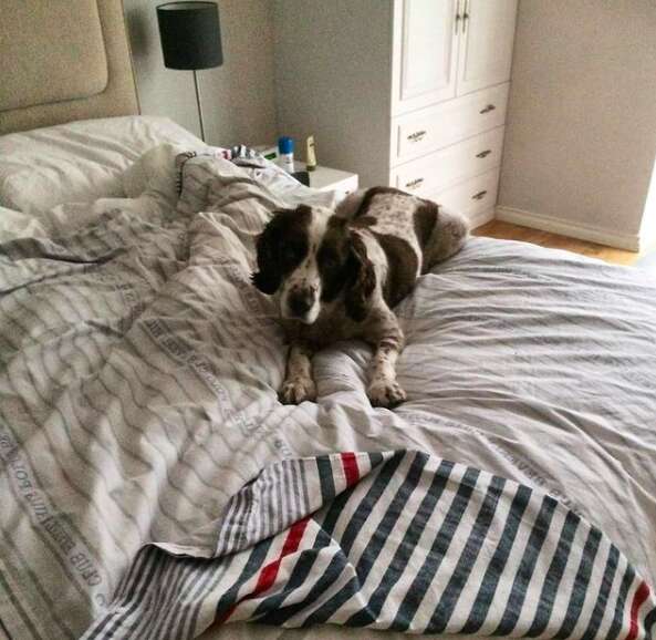 Dog demands to sleep in bed with his family