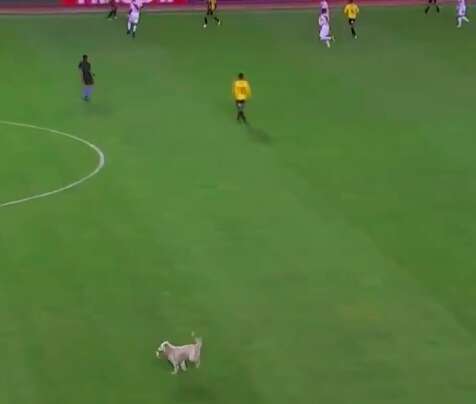 Stray dog runs onto soccer pitch
