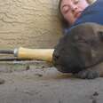 Mama Dog Shows Rescuers Where Her Babies Are Hiding