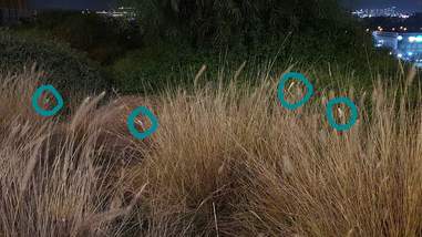 Spot the chameleons