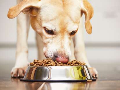 dog food recall 2020