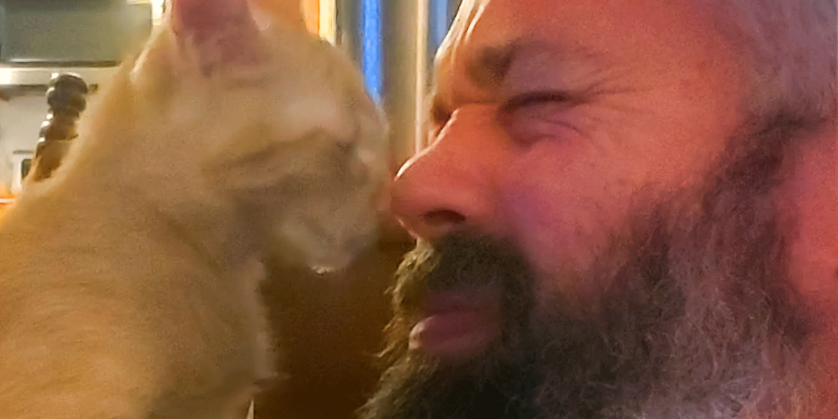 Tiny Abandoned Kitten Chooses His New Family - Videos - The Dodo