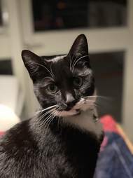 Cat walks in with a letter on his collar