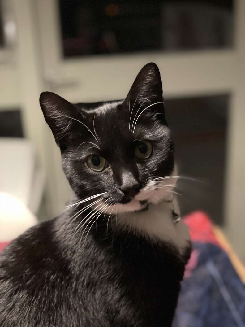 Cat walks in with a letter on his collar