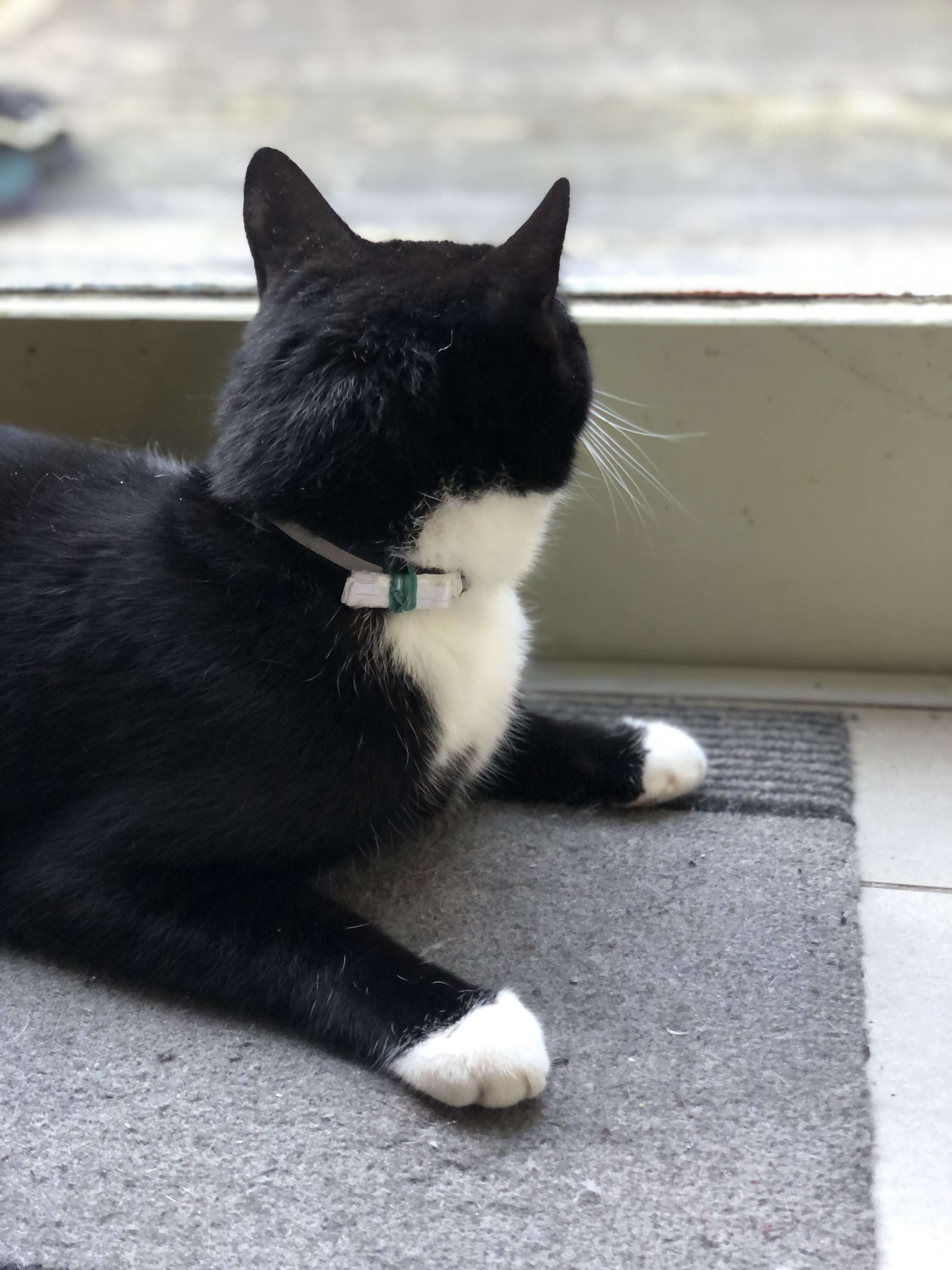 Man finds a note on his cat's collar