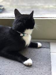 Man finds a note on his cat's collar