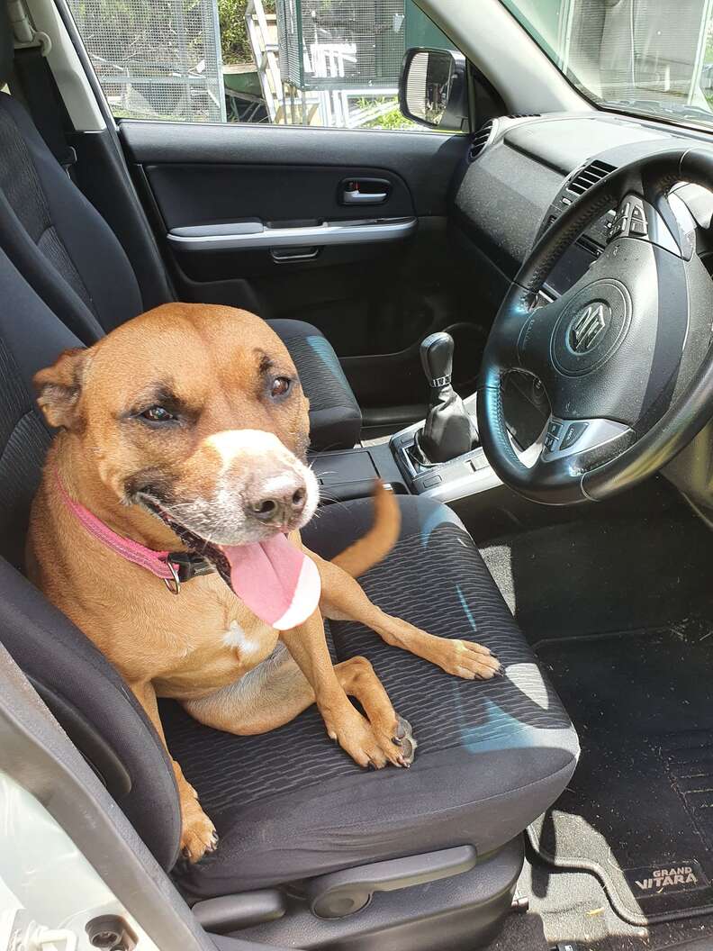 Woman finds dog in her car