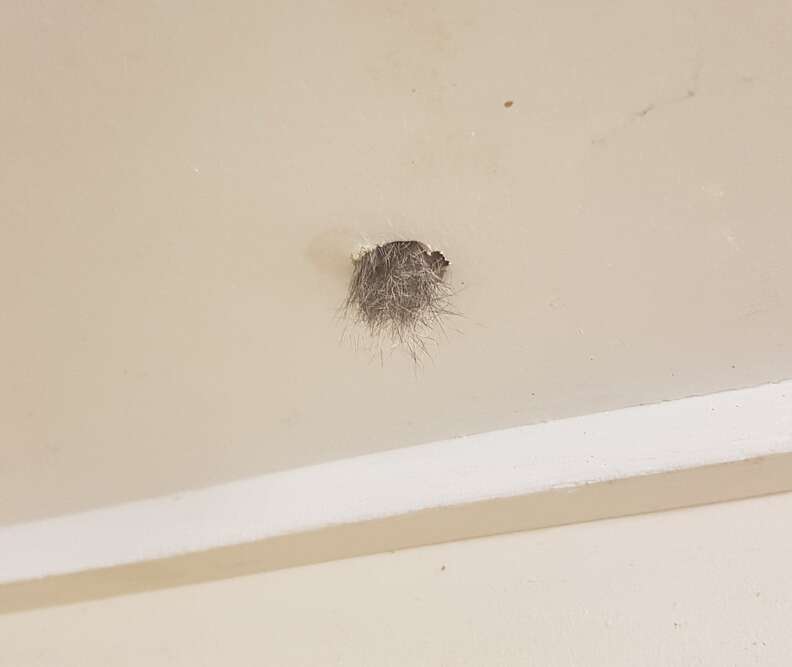 Brushtail possum hides in bathroom ceiling