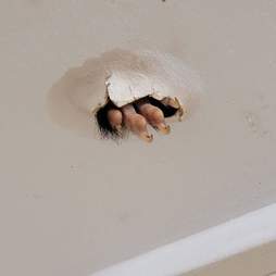 Possum claw pokes out of ceiling