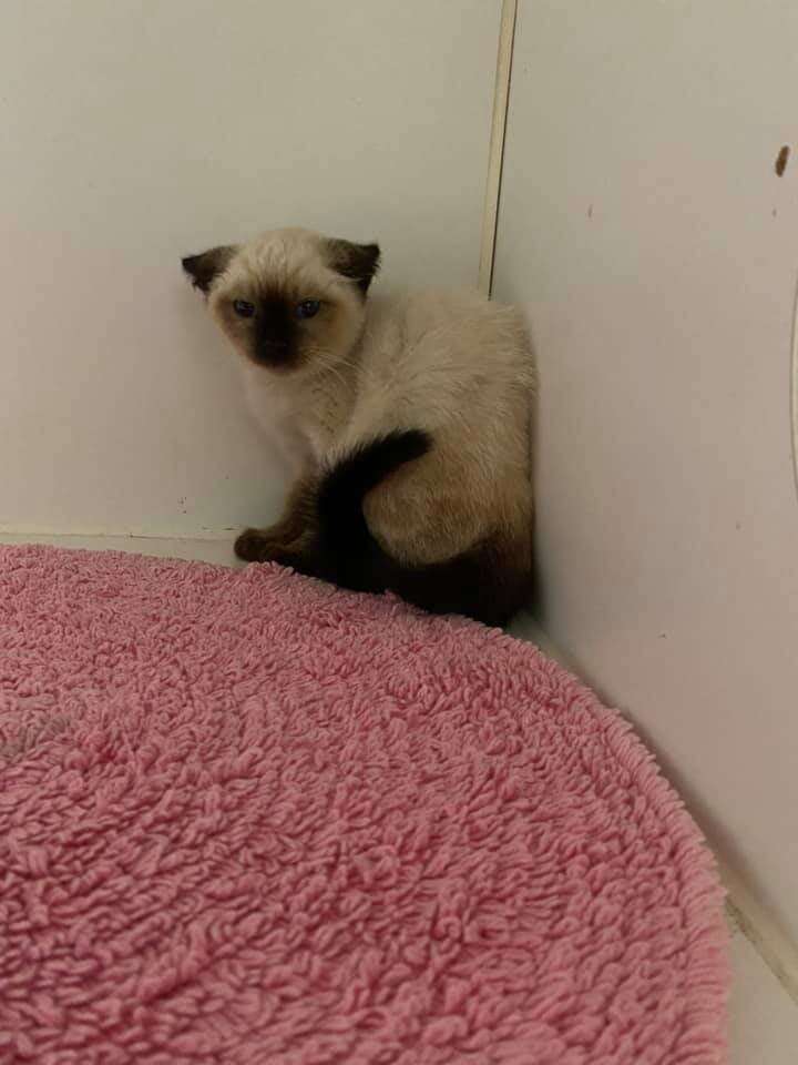 Siamese kitten adoption near sales me