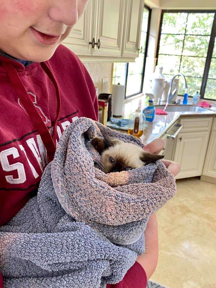 siamese kitten betty