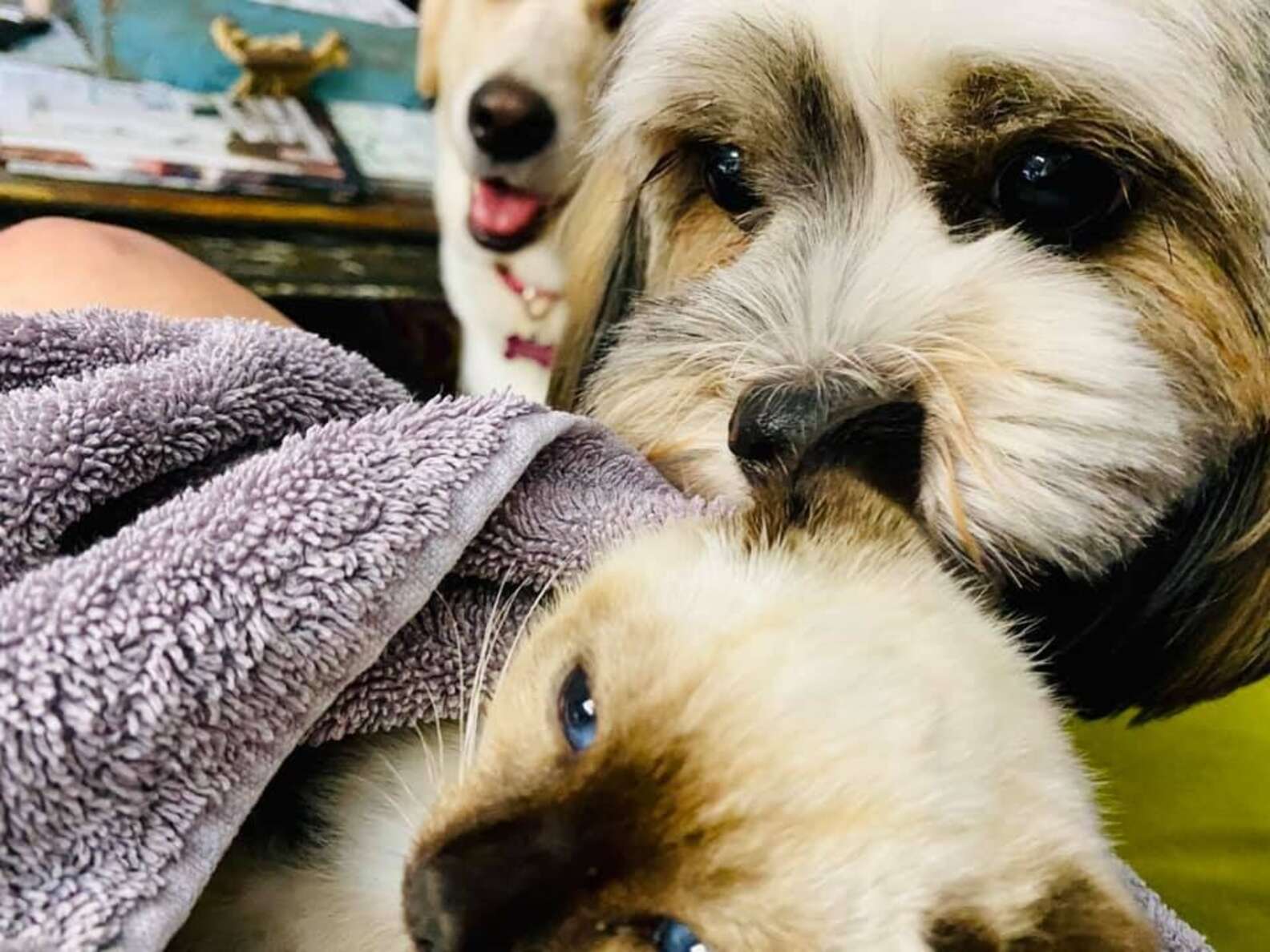 Grumpy Dodo Grumpy Siamese Kitten Transforms With Help From Yellow Lab - The Dodo