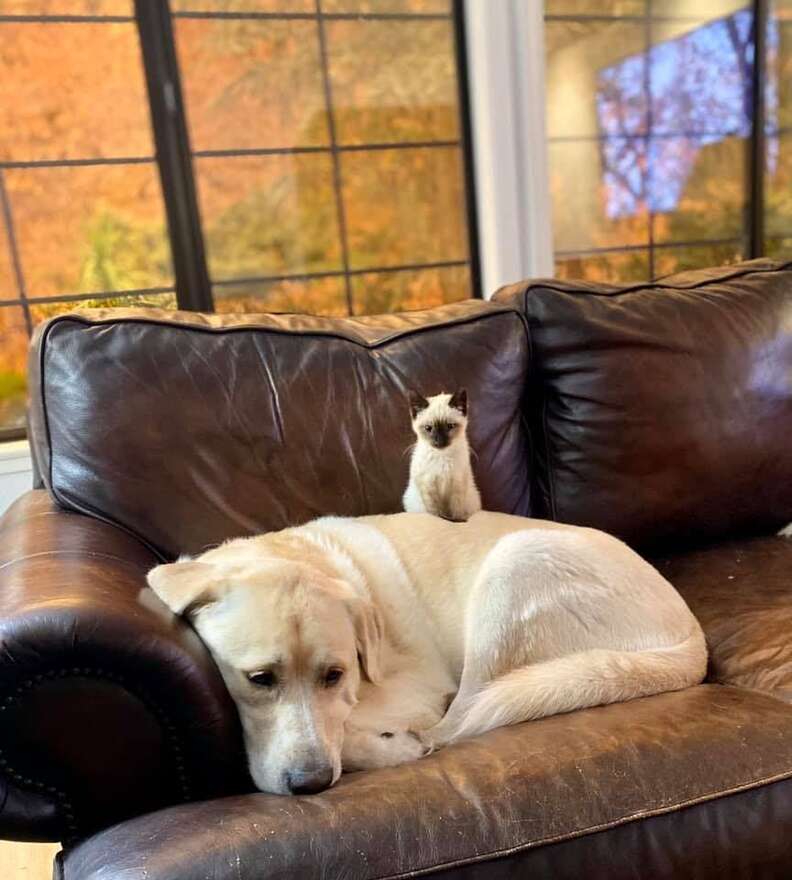 truvy yellow lab and betty siamese kitten