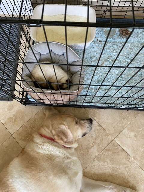 truvy yellow lab and betty siamese kitten