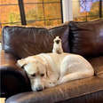 betty siamese kitten and truvy yellow lab
