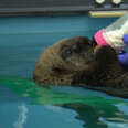 Scientists Provide Surrogate Moms to Stranded Sea Otter Pups
