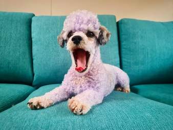 dog turns purple